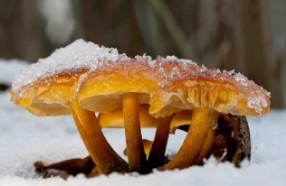 The winter of mushrooms